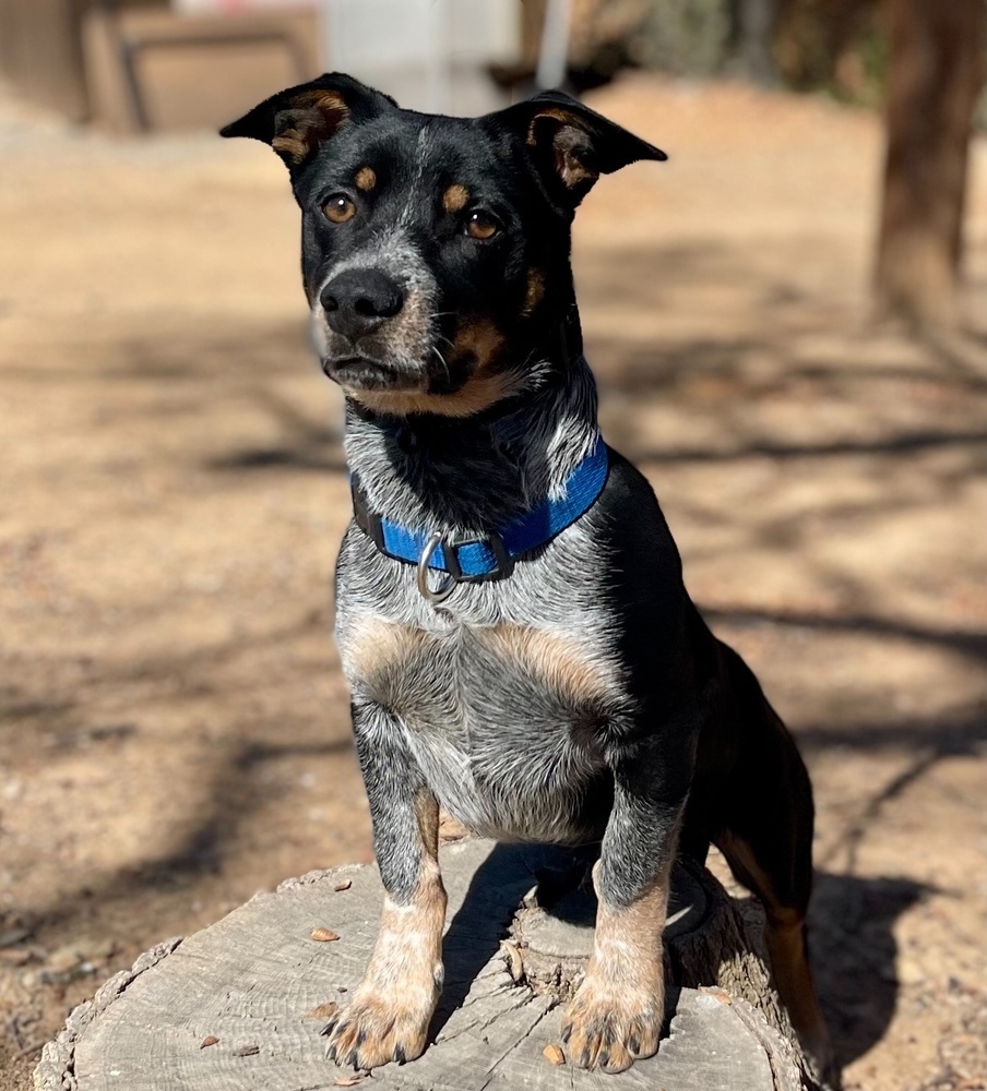 Darwin