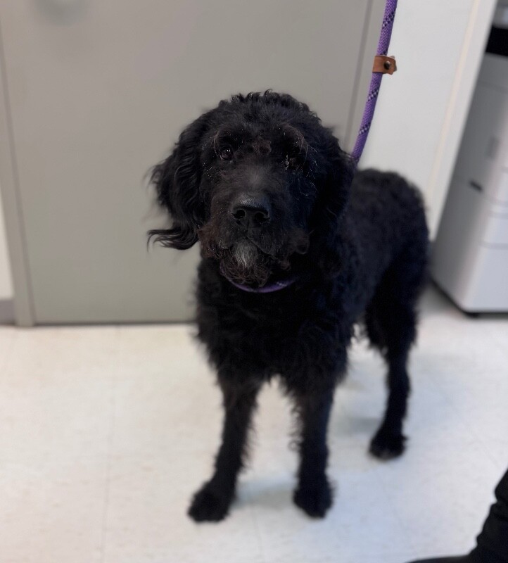 Ronaldo, an adoptable Goldendoodle, Mixed Breed in Disputanta, VA, 23842 | Photo Image 1
