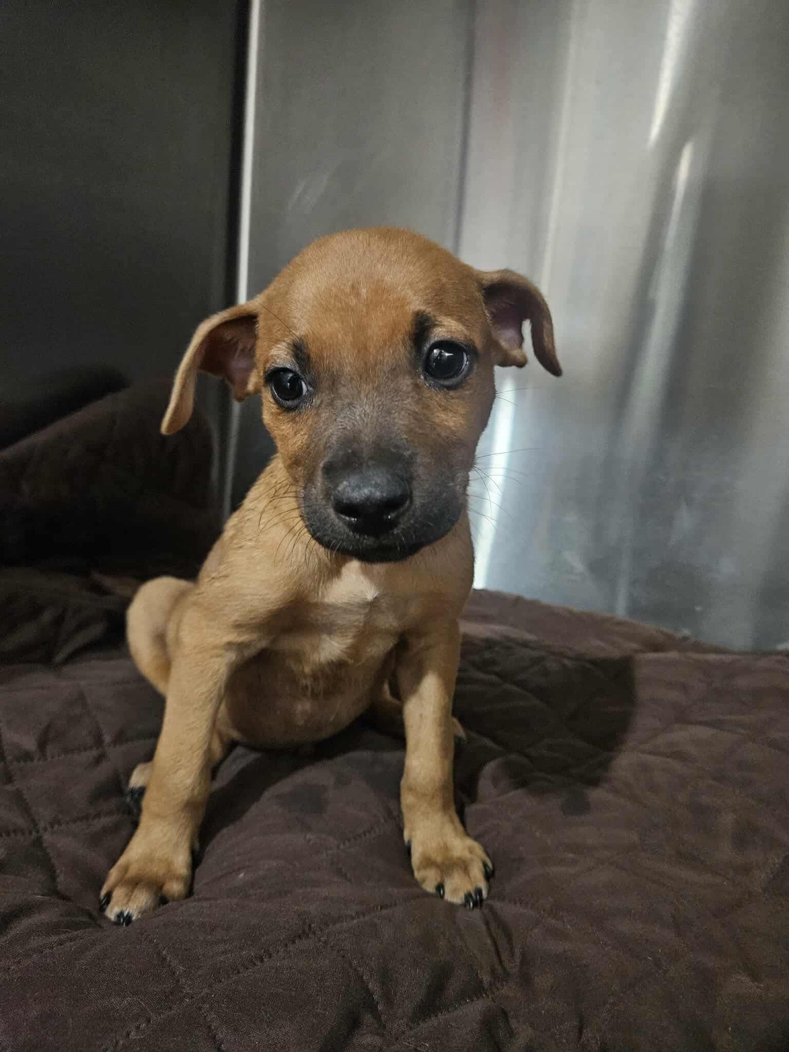 Koda