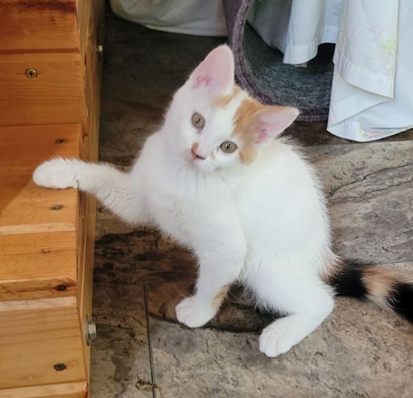 Rosie