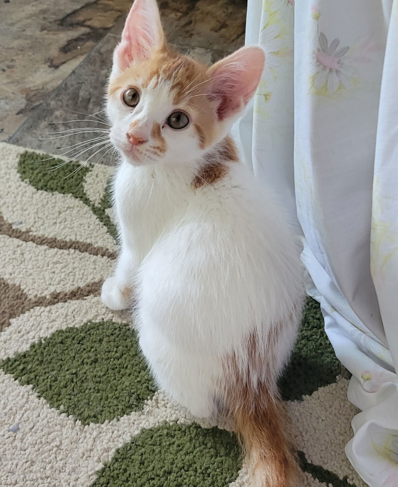 Indie