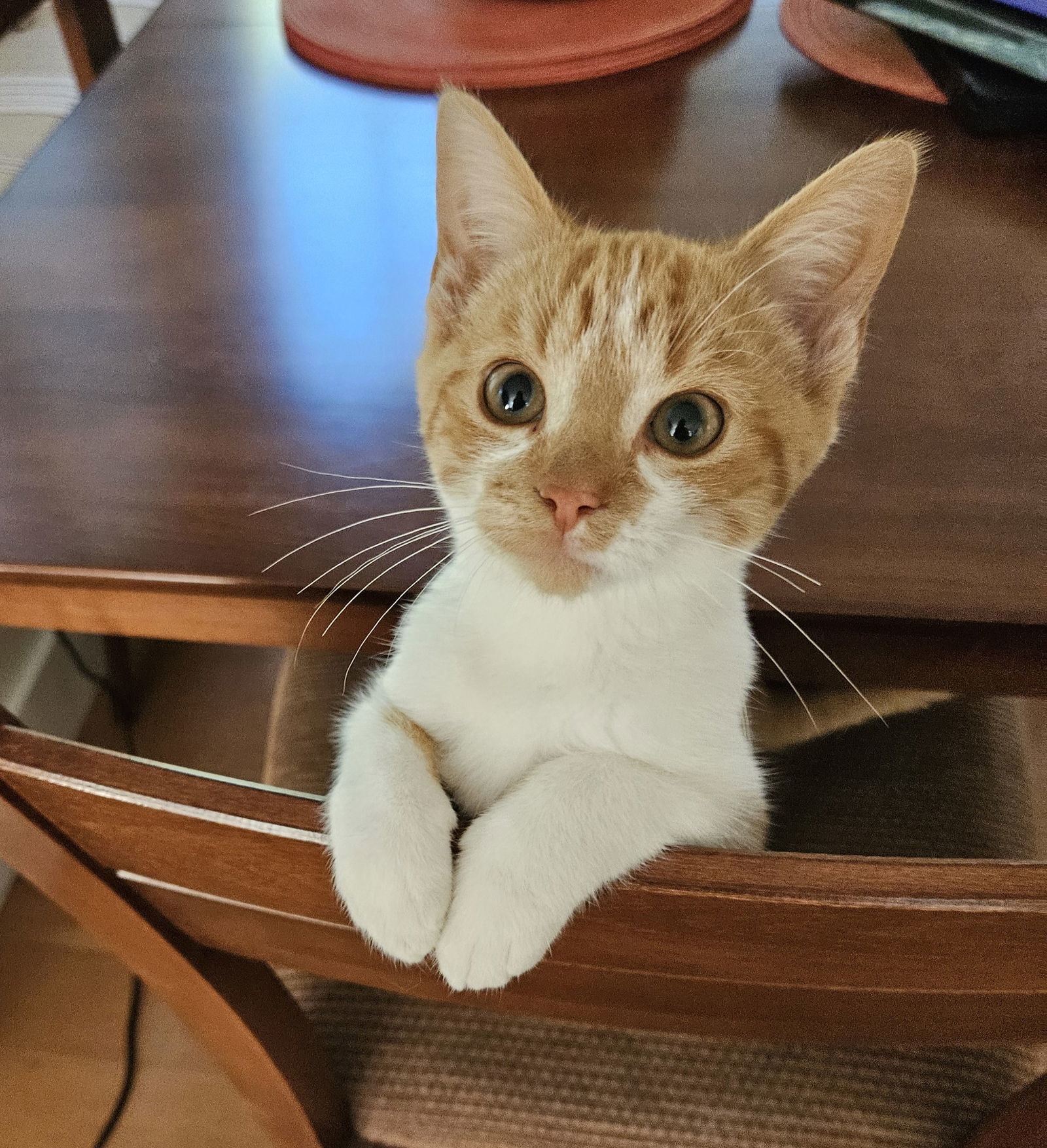Ralphie