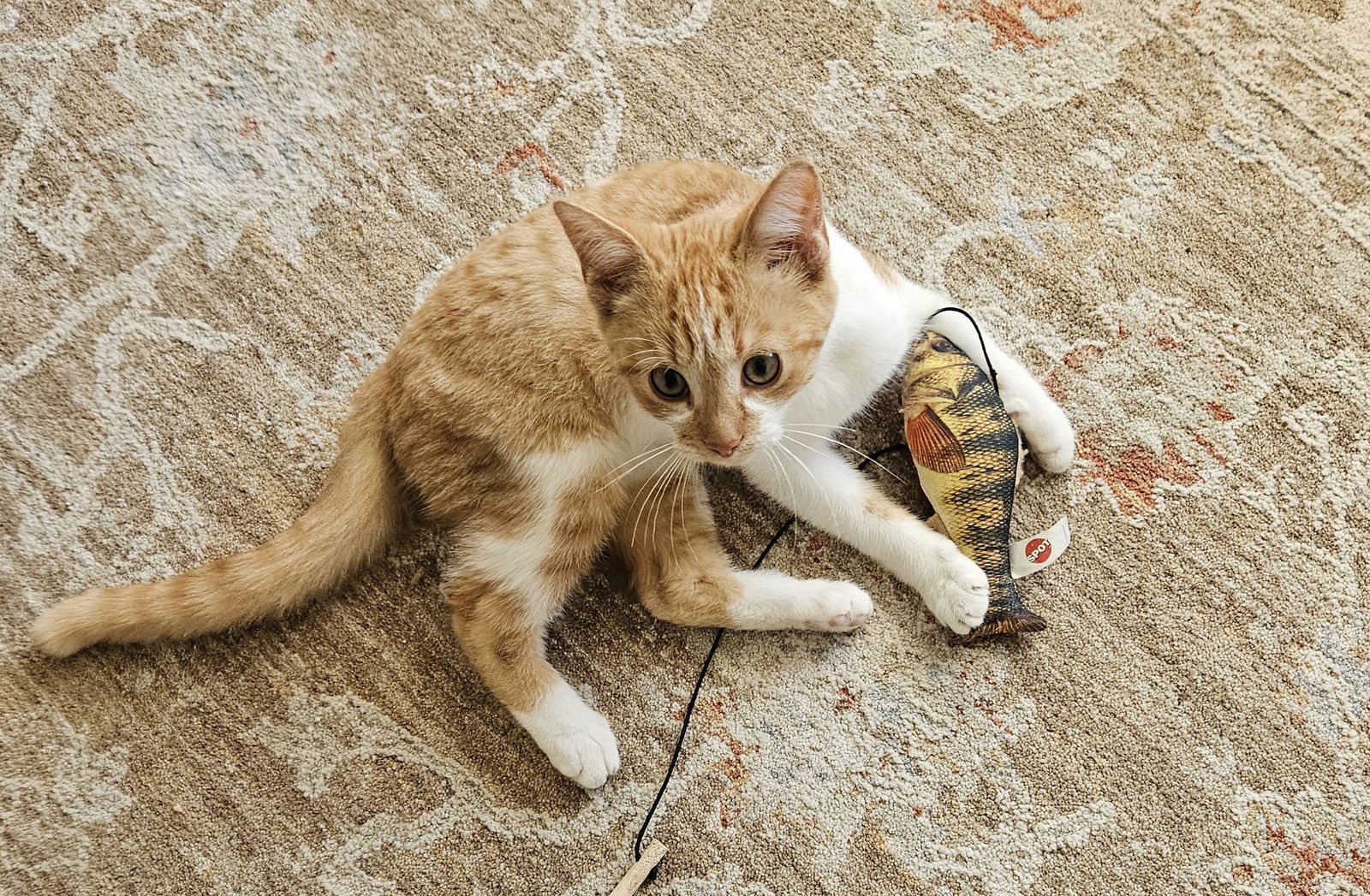 Ralphie
