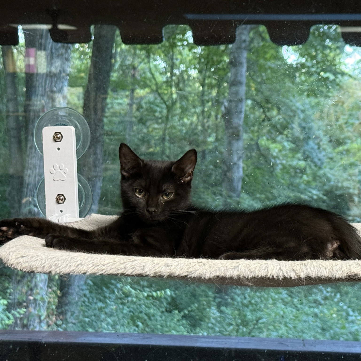 Indigo