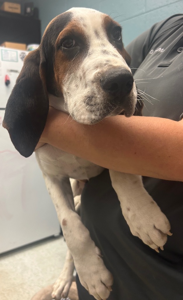 Boone, an adoptable Treeing Walker Coonhound in Rock Springs, WY, 82901 | Photo Image 1
