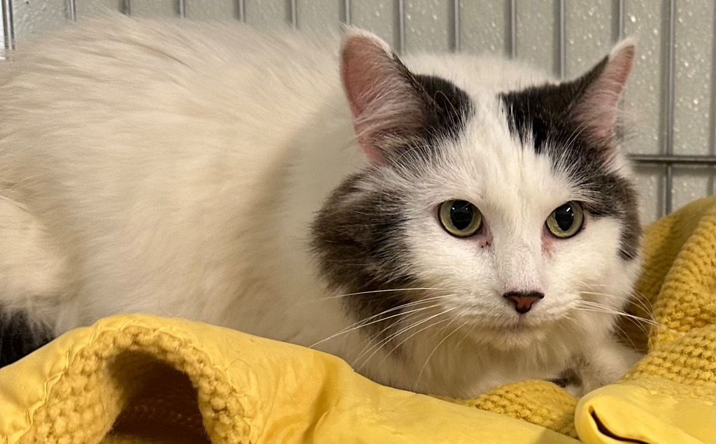 Skyla, an adoptable Domestic Long Hair in Rock Springs, WY, 82901 | Photo Image 1