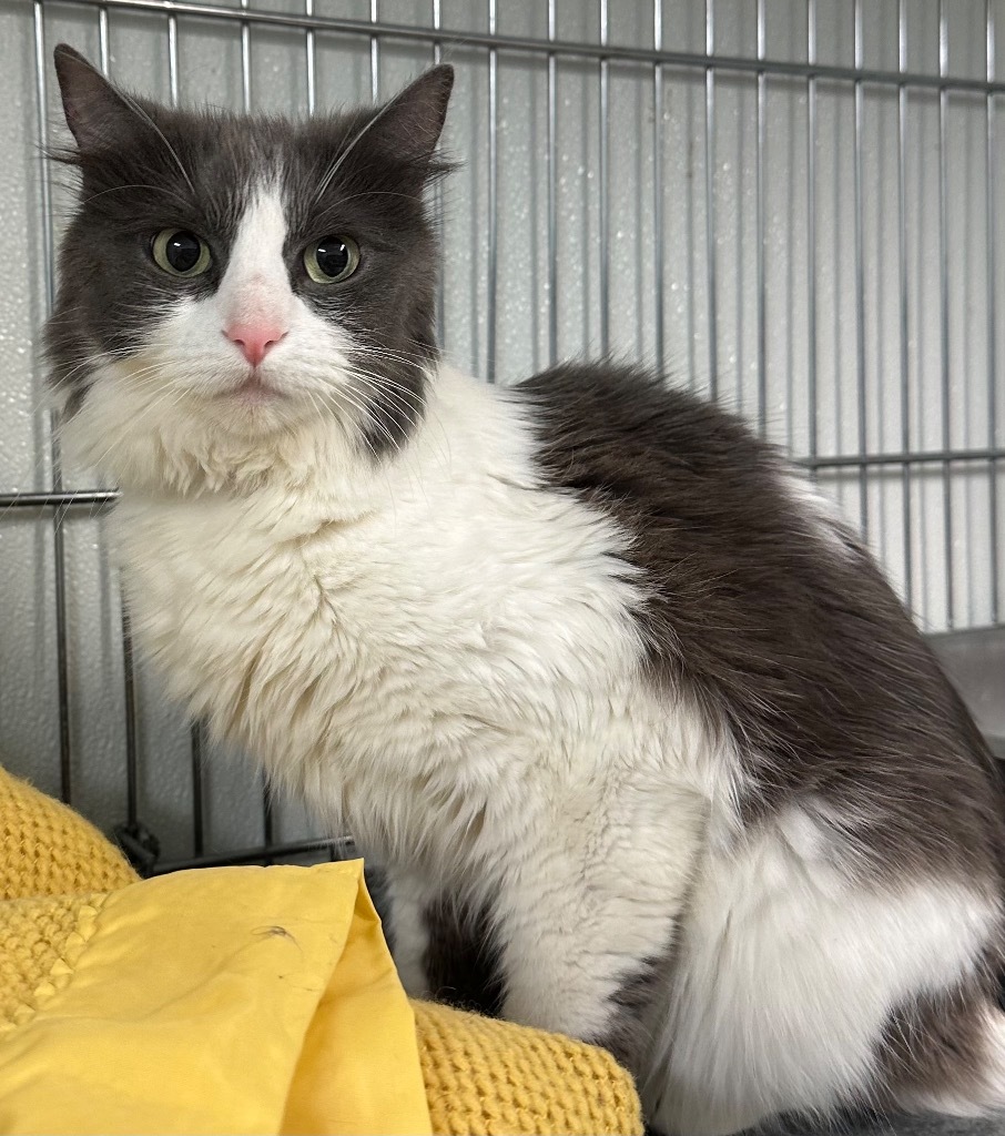 Mittens, an adoptable Domestic Long Hair in Rock Springs, WY, 82901 | Photo Image 1