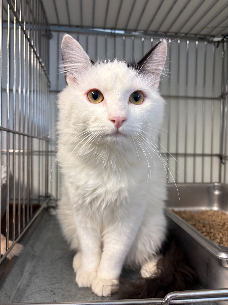 Tofu, an adoptable Domestic Short Hair in Rock Springs, WY, 82901 | Photo Image 1