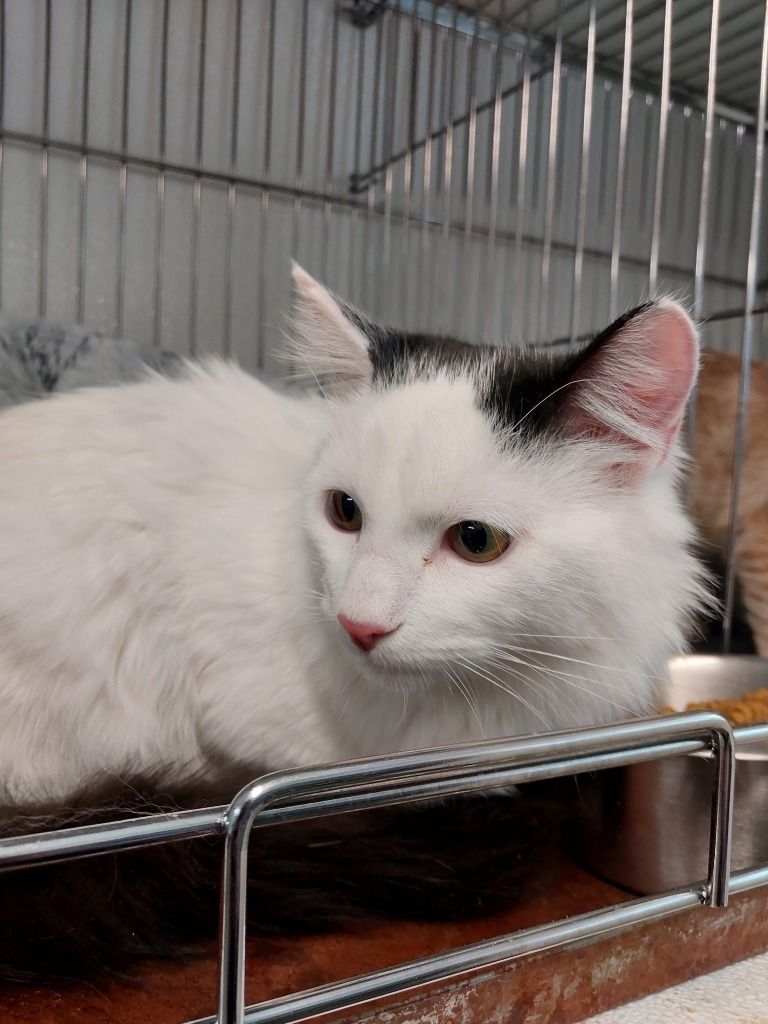 Tofu, an adoptable Domestic Short Hair in Rock Springs, WY, 82901 | Photo Image 2