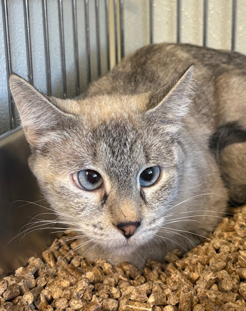 Clove, an adoptable Siamese in Rock Springs, WY, 82901 | Photo Image 1