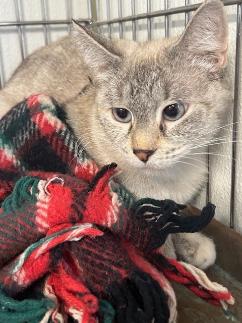Clove, an adoptable Siamese in Rock Springs, WY, 82901 | Photo Image 2
