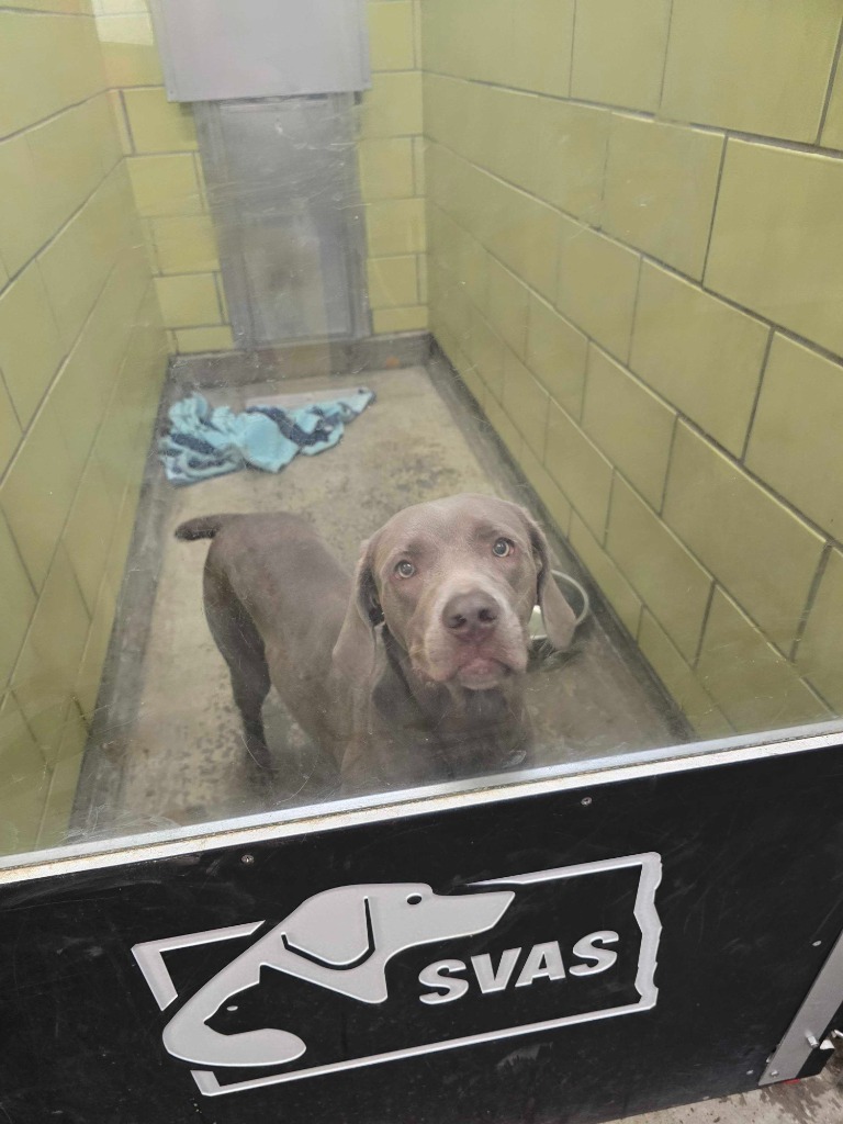 Quinn, an adoptable Mixed Breed in Minot, ND, 58702 | Photo Image 2