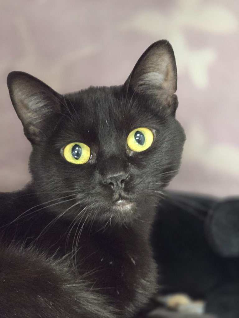 Khloe, an adoptable Domestic Short Hair in Minot, ND, 58702 | Photo Image 1