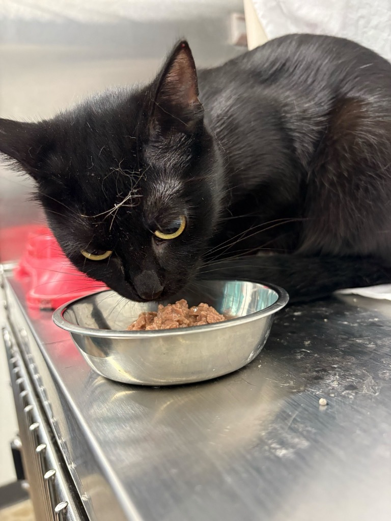 Khloe, an adoptable Domestic Short Hair in Minot, ND, 58702 | Photo Image 2