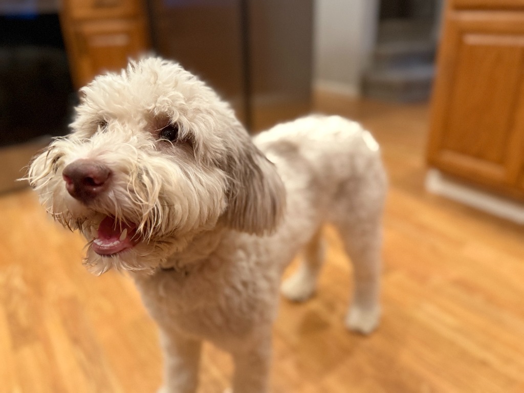 Blanche, an adoptable Mixed Breed in Minot, ND, 58702 | Photo Image 1