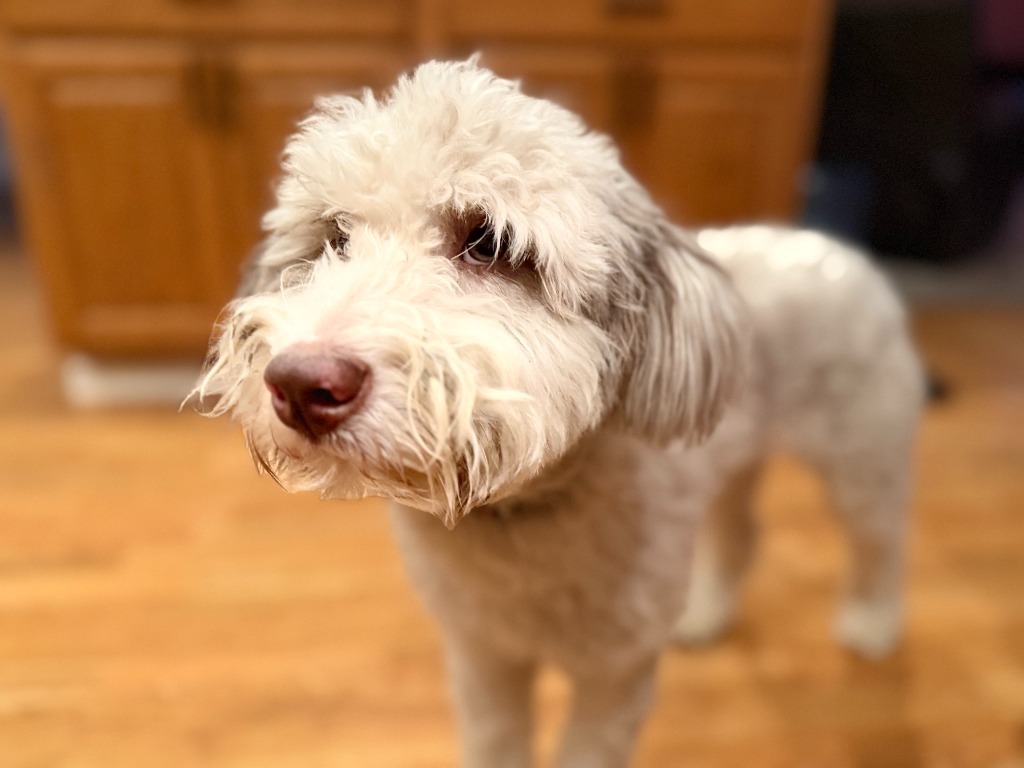 Blanche, an adoptable Mixed Breed in Minot, ND, 58702 | Photo Image 2