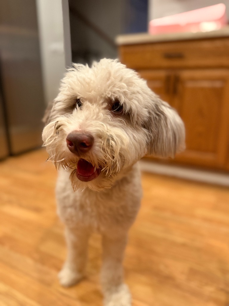Blanche, an adoptable Mixed Breed in Minot, ND, 58702 | Photo Image 3