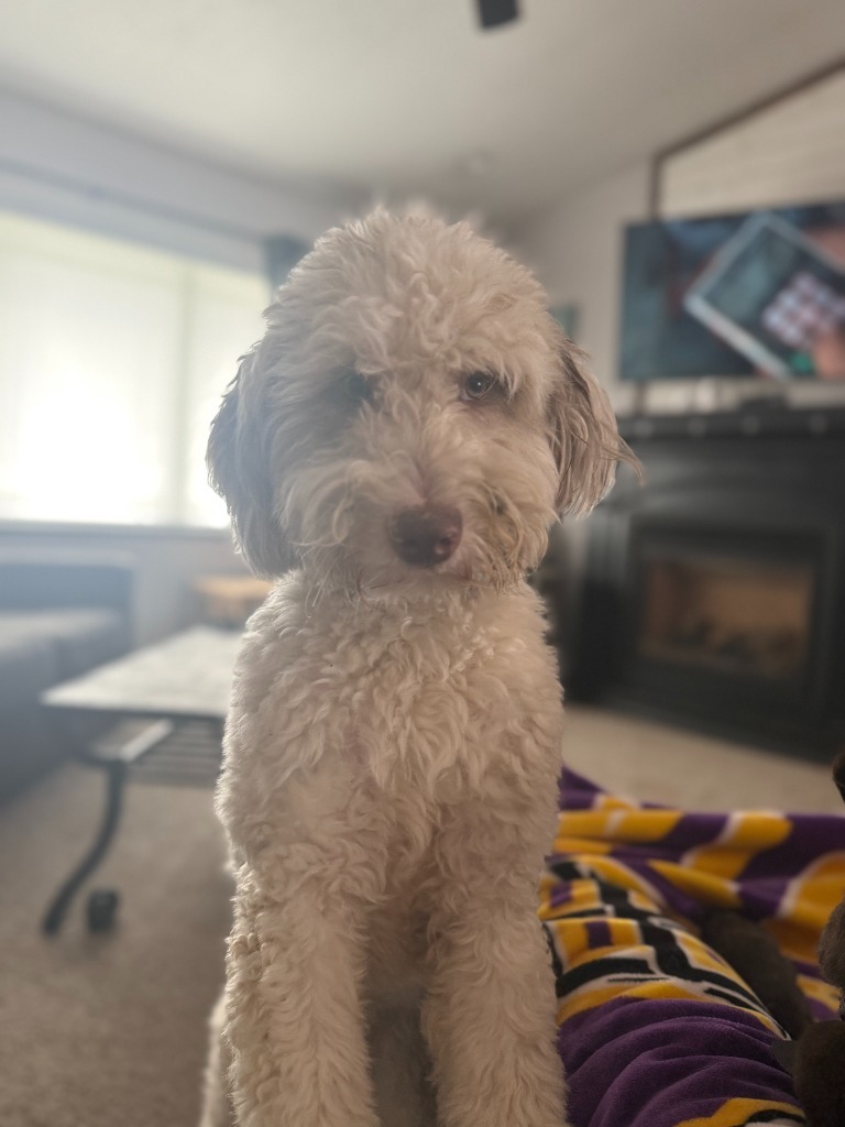 Blanche, an adoptable Mixed Breed in Minot, ND, 58702 | Photo Image 4