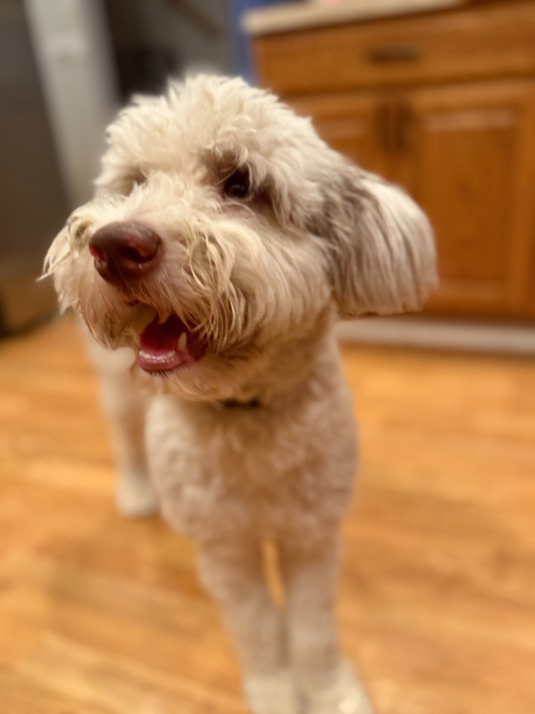 Blanche, an adoptable Mixed Breed in Minot, ND, 58702 | Photo Image 5