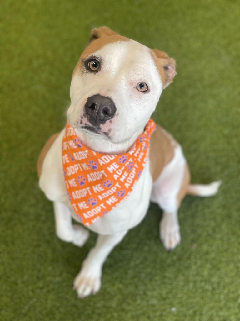 Nova, an adoptable Mixed Breed in Minot, ND, 58702 | Photo Image 1