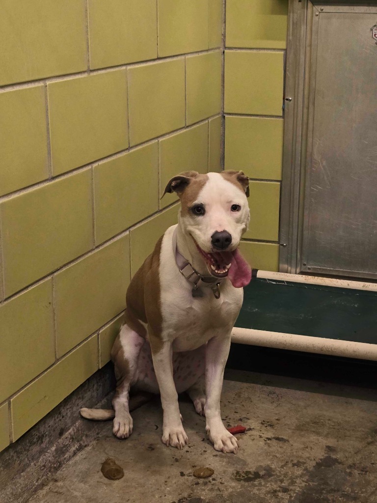 Nova, an adoptable Mixed Breed in Minot, ND, 58702 | Photo Image 2