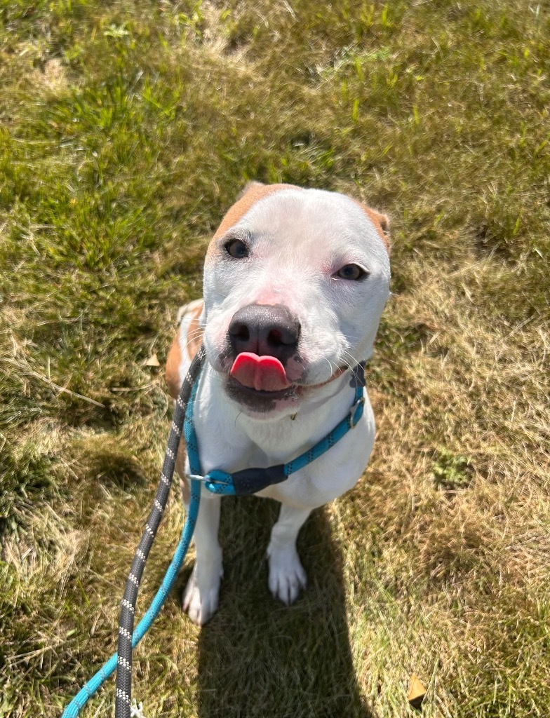 Nova, an adoptable Mixed Breed in Minot, ND, 58702 | Photo Image 3