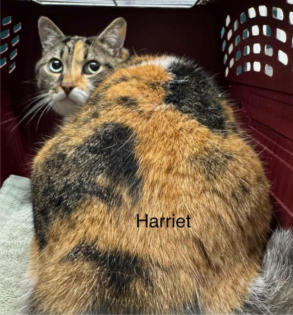 Harriet