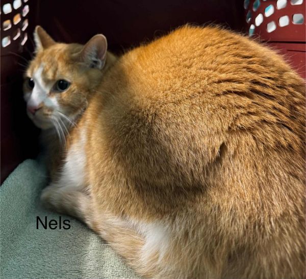 Nels