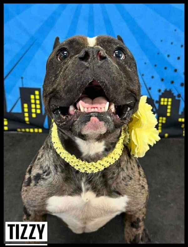 Tizzy thumbnail 2