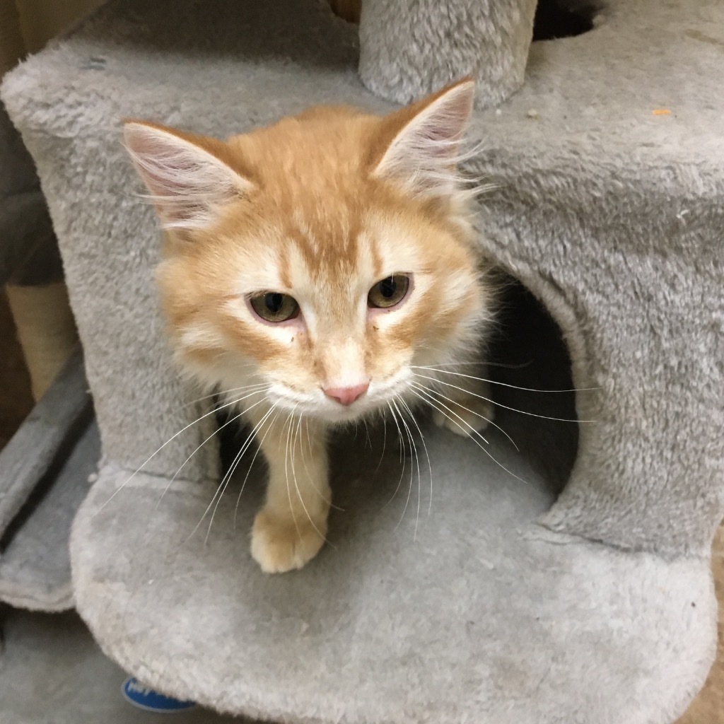 Jack, an adoptable Domestic Long Hair in Heber City, UT, 84032 | Photo Image 1