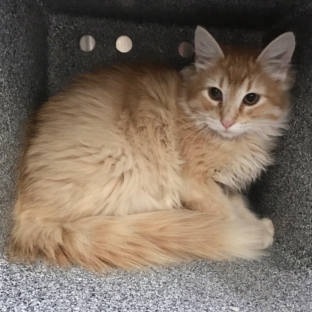 Jack, an adoptable Domestic Long Hair in Heber City, UT, 84032 | Photo Image 2