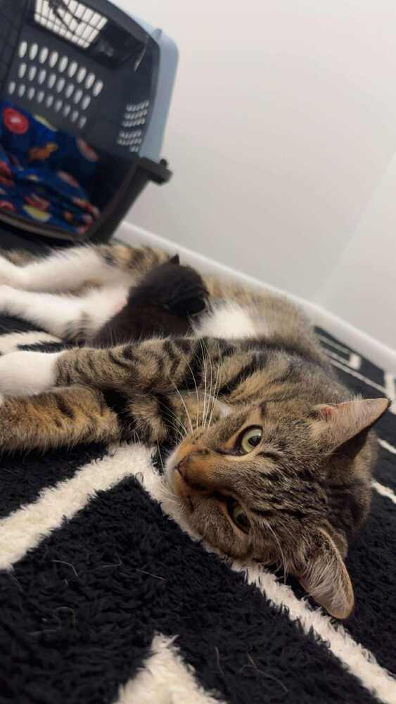 Tula