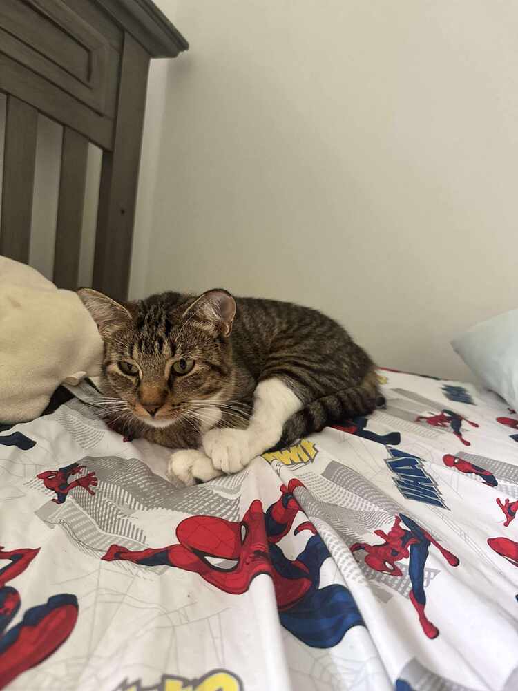 Tula