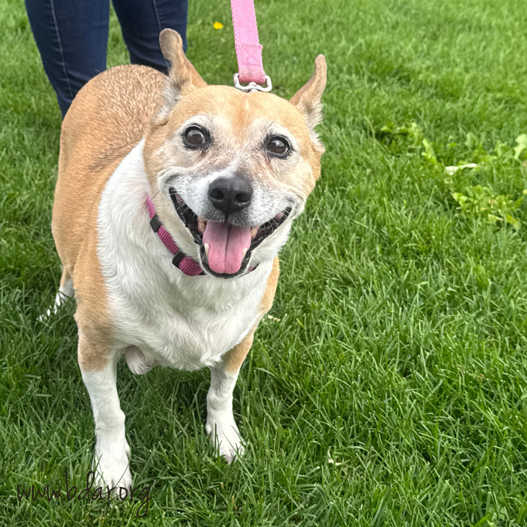 Lady, an adoptable Cardigan Welsh Corgi, Mixed Breed in Cheyenne, WY, 82009 | Photo Image 1