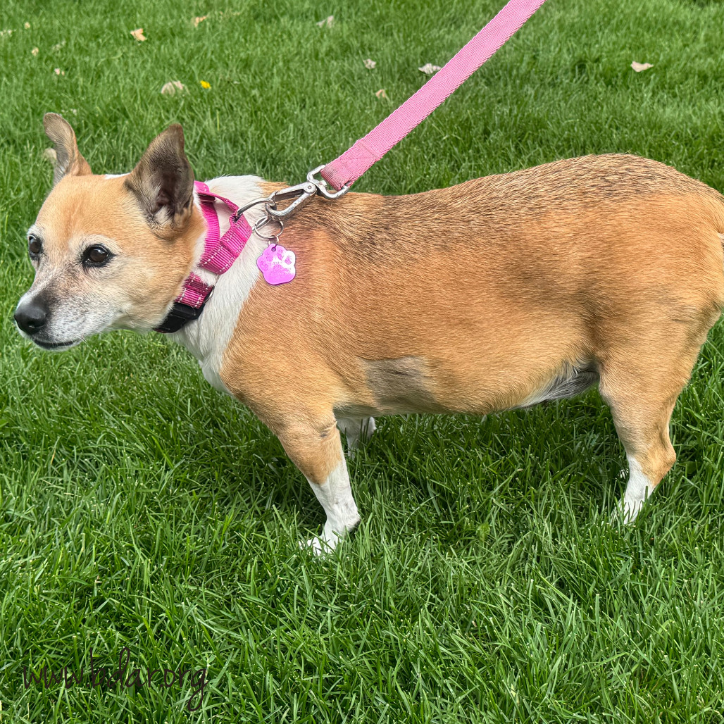 Lady, an adoptable Cardigan Welsh Corgi, Mixed Breed in Cheyenne, WY, 82009 | Photo Image 2