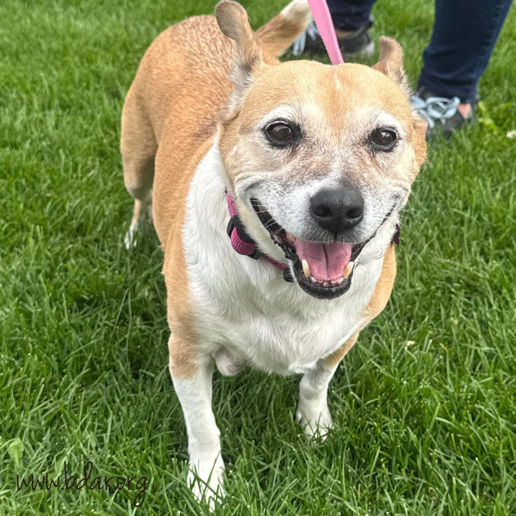 Lady, an adoptable Cardigan Welsh Corgi, Mixed Breed in Cheyenne, WY, 82009 | Photo Image 3