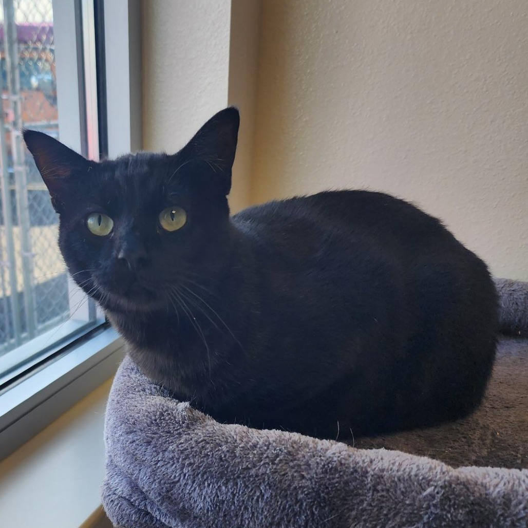 Roscoe, an adoptable Domestic Short Hair in Cody, WY, 82414 | Photo Image 1
