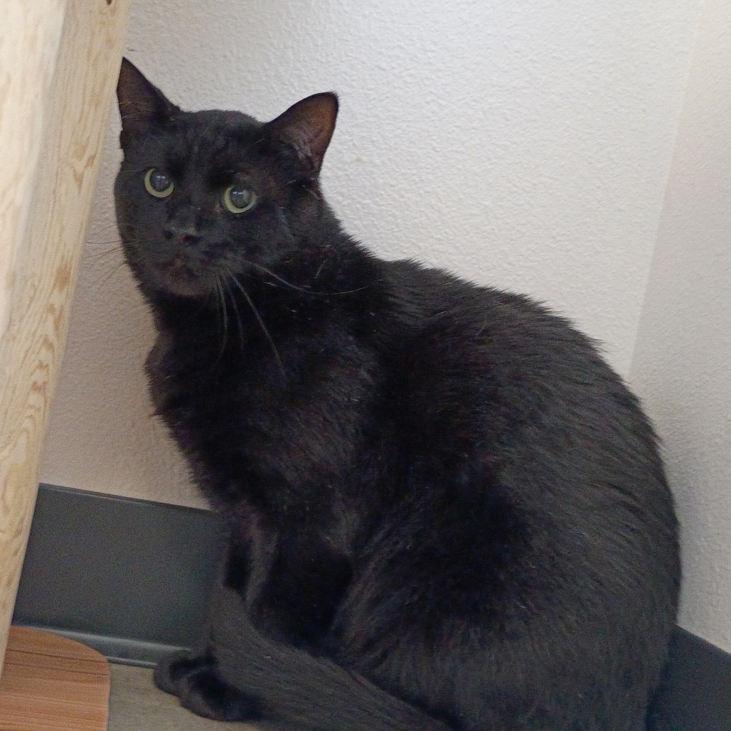 Roscoe, an adoptable Domestic Short Hair in Cody, WY, 82414 | Photo Image 2