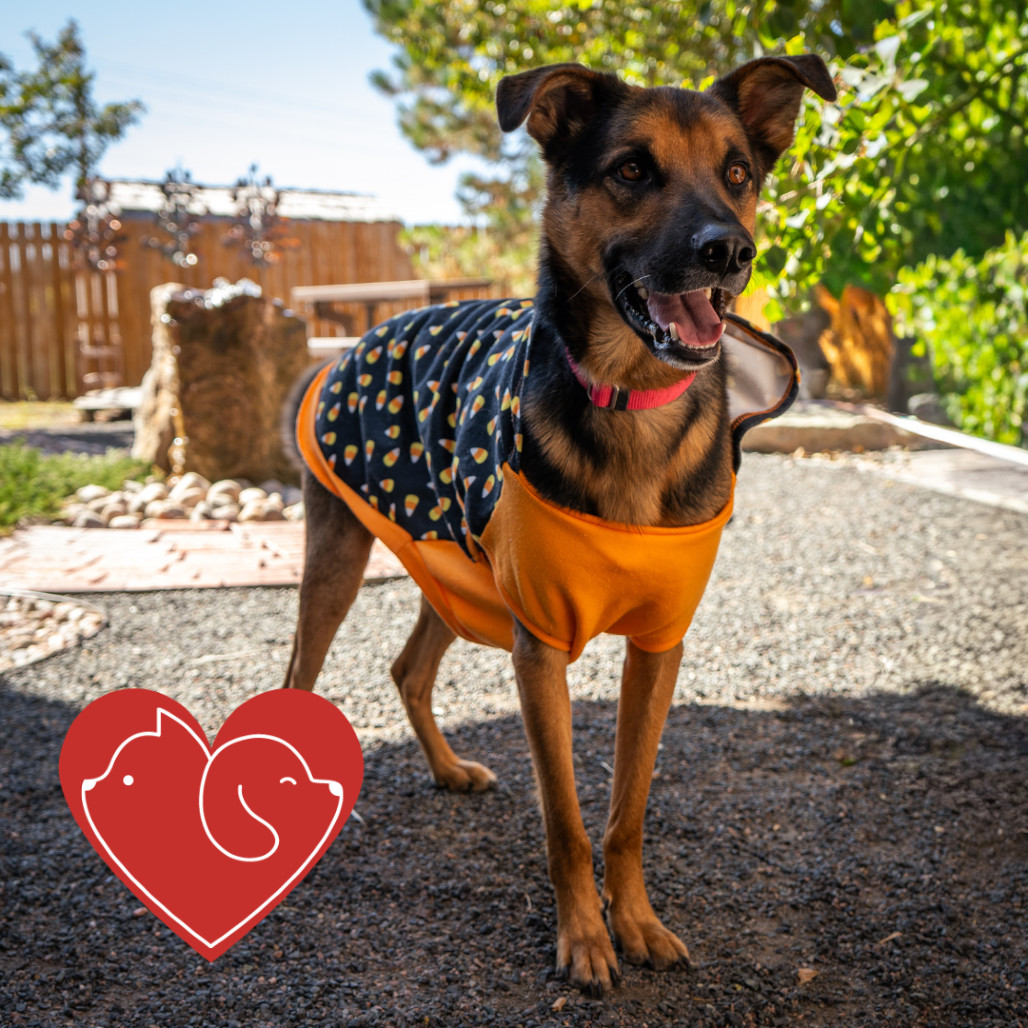 Chuck, an adoptable Shepherd, Mixed Breed in Cheyenne, WY, 82007 | Photo Image 1