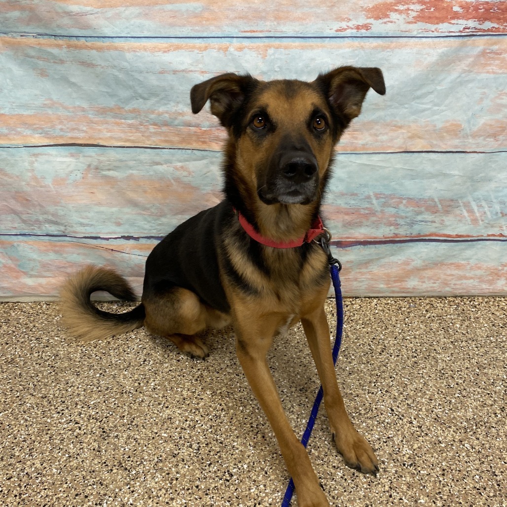 Chuck, an adoptable Shepherd, Mixed Breed in Cheyenne, WY, 82007 | Photo Image 2