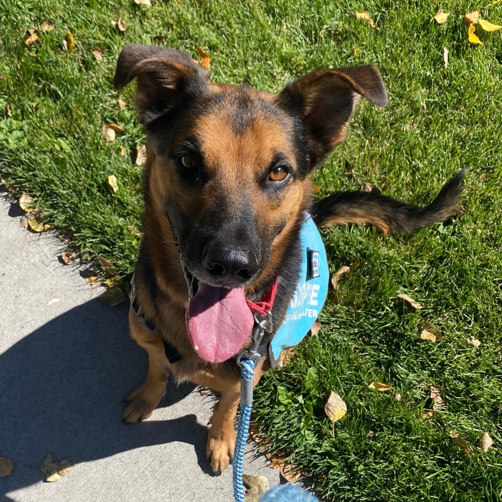 Chuck, an adoptable Shepherd, Mixed Breed in Cheyenne, WY, 82007 | Photo Image 3