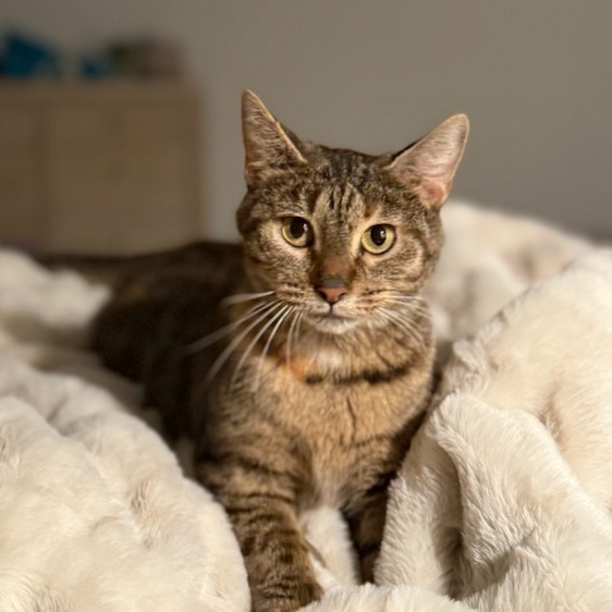 Mother Goose--In Foster, an adoptable Domestic Short Hair in Fargo, ND, 58102 | Photo Image 1