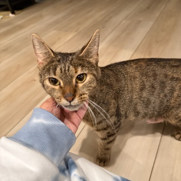 Mother Goose--In Foster, an adoptable Domestic Short Hair in Fargo, ND, 58102 | Photo Image 2