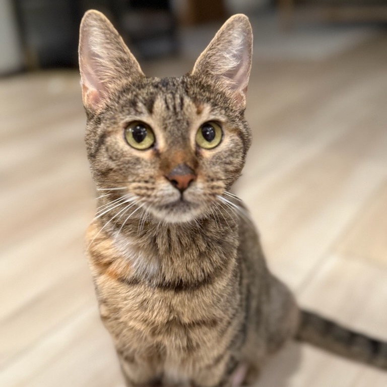 Mother Goose--In Foster, an adoptable Domestic Short Hair in Fargo, ND, 58102 | Photo Image 3