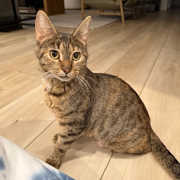 Mother Goose--In Foster
