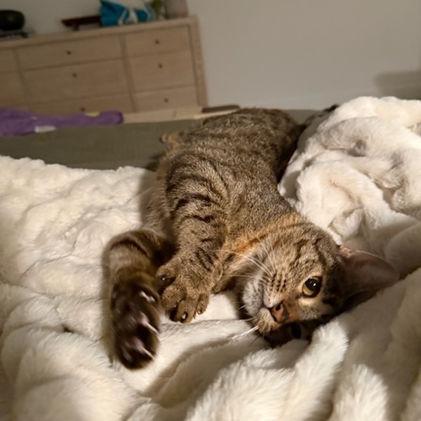 Mother Goose--In Foster, an adoptable Domestic Short Hair in Fargo, ND, 58102 | Photo Image 5