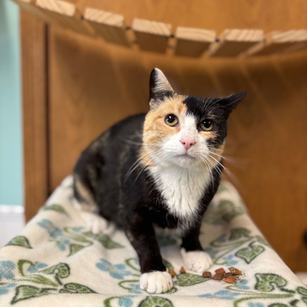 Taffeta, an adoptable Domestic Short Hair in Fargo, ND, 58102 | Photo Image 1