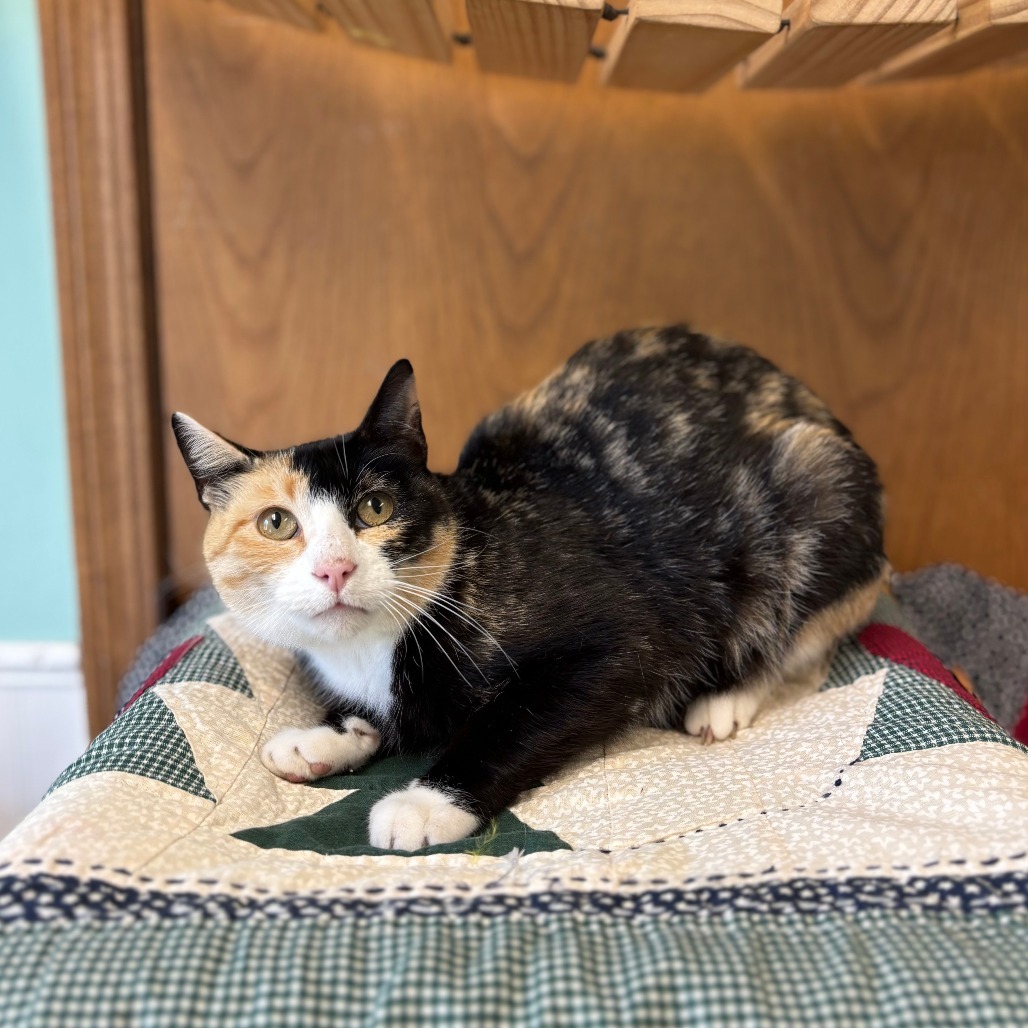 Taffeta, an adoptable Domestic Short Hair in Fargo, ND, 58102 | Photo Image 2