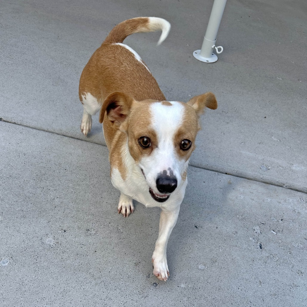 Dot, an adoptable Mixed Breed in Hailey, ID, 83333 | Photo Image 1