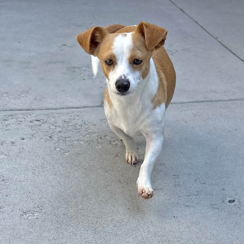 Dot, an adoptable Mixed Breed in Hailey, ID, 83333 | Photo Image 2